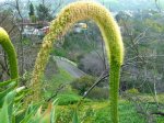 arched plant